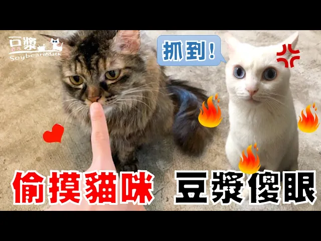 【豆漿 - soybeanmilk】摸其他的貓 豆漿直接傻爆眼 ft.浪浪別哭